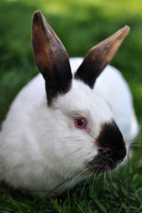 Californian Rabbit, Flemish Rabbit, Rabbit Beauty, California Rabbit, Himalayan Rabbit, Animal Poses, Cutest Bunny Ever, Raising Rabbits, Rabbit Wallpaper