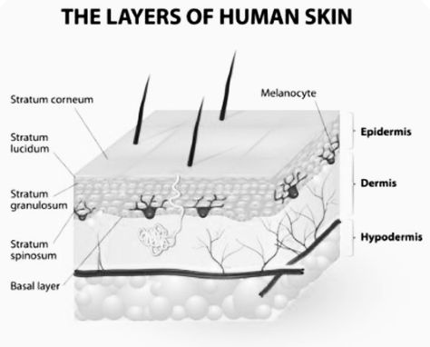 When we are doing PMU we are hitting the epidermal layer , When we are doing paramedical or tiny tattoos we are hitting the dermis layer ♥️ Permanent Blush Tattoo, Pmu Artist, Paramedical Tattooing, Tattoo Makeup Permanent, Pmu Content, Laser Skin, Tiny Tattoos, Skin, Tattoos