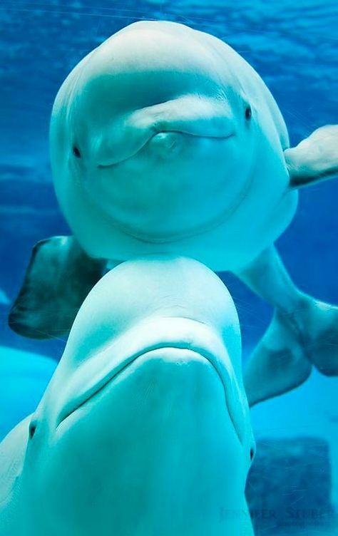 💎LOVE THIS CUTE BEAUTIFUL PICTURE💎 A Dolphin, Dolphins, Close Up, Swimming, White