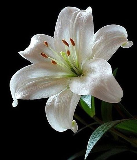 Lily Flower Photography, Lily Photography, White Lily Flower, White Lilly, Lilly Flower, White Lily, Violet Flower, White Lilies, Flower Lover