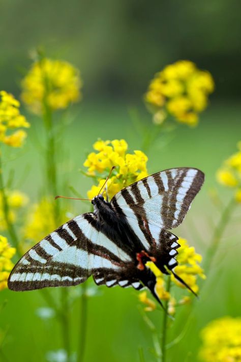 zebra-swallowtail-butterfly Zebra Swallowtail Butterfly, Zebra Swallowtail, Moth Species, Swallowtail Butterfly, Butterfly Pictures, Cozy Place, Beautiful Butterflies, Moth, Butterflies