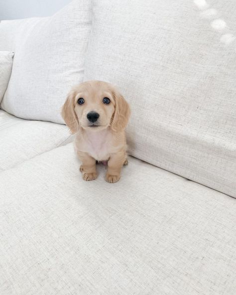 Blonde Weenie Dog, Mini Long Haired Dachshund Puppies, Puppy Asthetics Photos, Mini Long Haired English Cream Dachshund, Mini Daschund Puppy, Mini Long Haired Dachshund, Blonde Dachshund, English Cream Dachshund, Long Haired Miniature Dachshund