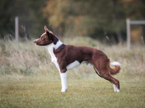 Smooth Coat Border Collie, Duck Toller, Collie Breeds, Fit Dogs, Smooth Collie, Cutest Puppies, Cattle Dogs, Group 1, Border Collies