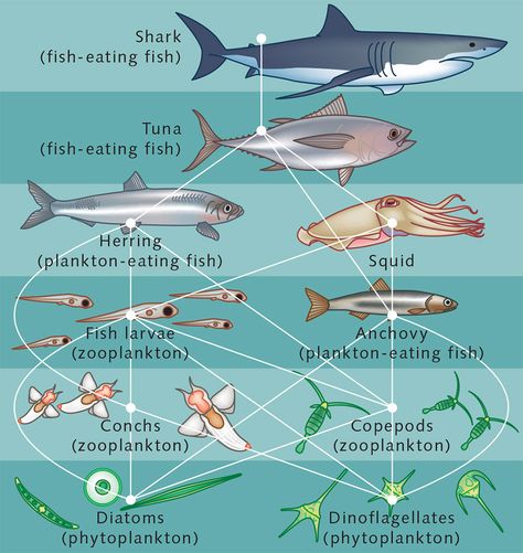 Ocean food web Sea Organisms, Ocean Food Web, Ocean Food Chain, Squid Fish, Trophic Level, Ocean Food, Oceans 11, Ocean Fish, Shark Fishing