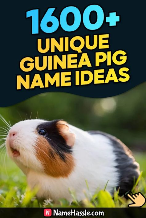 Cool And Funny Guinea Pig Names Ideas (Generator) Pig Names Ideas, Guinea Pig Names, Pig Names, Female Guinea Pigs, Names Generator, Thelma Louise, Guinea Pig Care, Classic Names, Cute Guinea Pigs