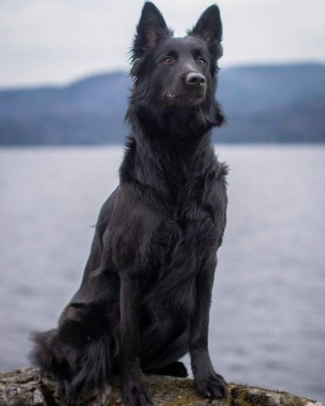 Belgian Shepherd Black, Belgian Dog Breeds, Black Mutt Dogs, Black Belgian Shepherd, Groenendael Dog, Belgian Groenendael, Belgian Shepherd Groenendael, Belgian Dog, Bear Dog Breed