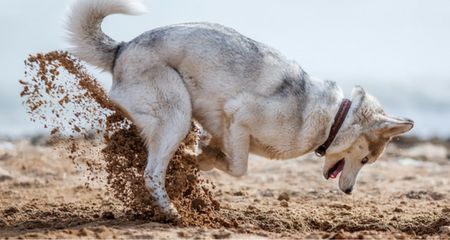 Why Do Dogs Bury Bones? Stop Dogs From Digging, Why Do Dogs Lick, Dog Digging, Digging Dogs, Dog Behavior Training, Animal Behavior, Dog Behavior, Dog Trainer, Dog Gifs