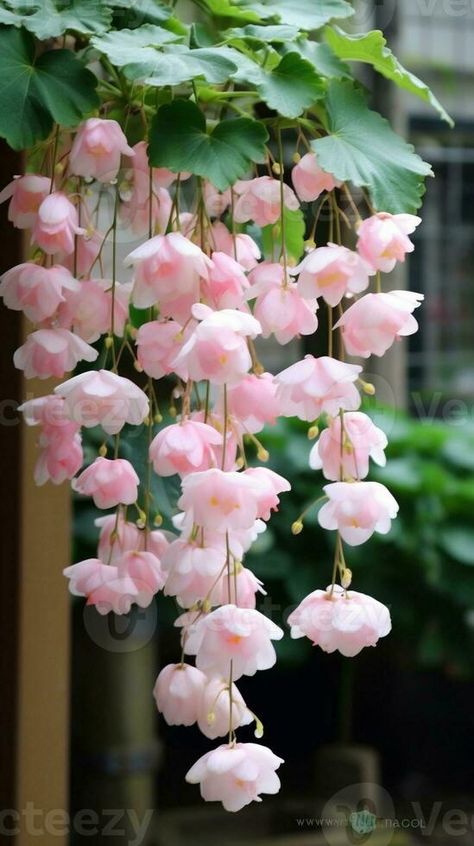 AI Generative Begonia cucullata plant known as wax begonia pink flowers blooming in the garden Begonia Aesthetic, Weeping Begonia, Moth People, Wax Begonias, Begonia Flowers, Begonia Flower, Vector Nature, Stargazer Lily, Flowers Blooming