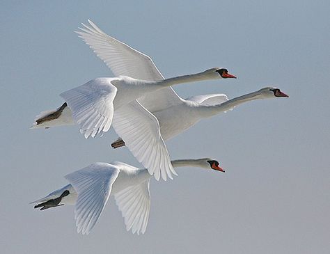 Mr Mrs  and jr  mute swan Swans Flying, Swan Pictures, Mute Swan, Image Nature, In Flight, Swans, Birds Painting, Bird Feathers, Bird Art