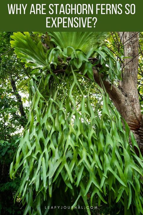 Staghorn Fern Care, Staghorn Plant, Hawaii Flowers, Fern Flower, Ferns Garden, Staghorn Fern, Florida Gardening, Garden Plant Pots, Plant Problems