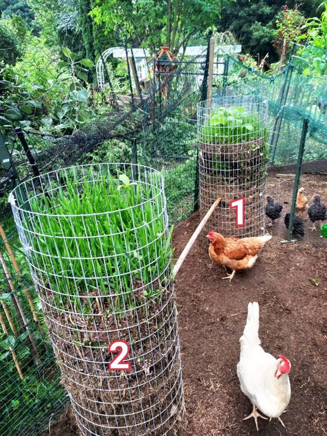 Chicken Outdoor Run, Chicken Coop For Cats, Chicken Coop Tires, Growing Grass In Chicken Coop, Chicken Coop Fencing, Diy Chicken Enclosure, Chickens In Greenhouse, Chicken Free Range Ideas, Lattice Chicken Coop