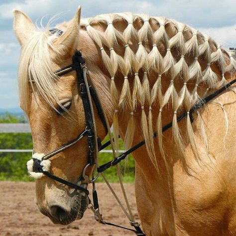 Horse Braids, Horse Mane Braids, Horse Hair Braiding, Horse Braiding, Funny Horse Pictures, Horse Mane, Horse Tail, Paint Horse, Funny Horses