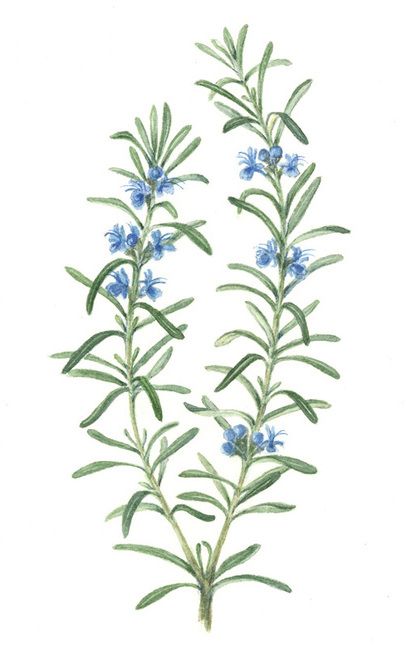 Rosemary Tattoo, Rosemary Flower, Flor Tattoo, Rooster Tattoo, Tattoo Flowers, Botanical Tattoo, Naturopathic Doctor, 수채화 그림, Botanical Painting