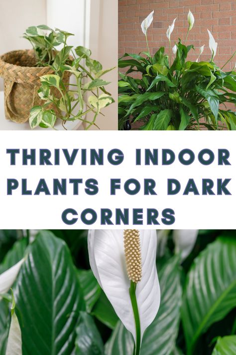 Brighten up your home's darkest corners with these thriving low light indoor plants. A touch of green can make all the difference! #DarkCornerPlants #LowLightPlants #IndoorGreenery #PlantDecor Best Indoor Plants For Low Light Offices, Lowlight Plants For Bedroom, Shadow Plants Indoor, Low Light Plants Indoor, Indoor Plants For Low Light, Plants For Low Light, Plant Ledge, Indoor Vines, Low Light House Plants