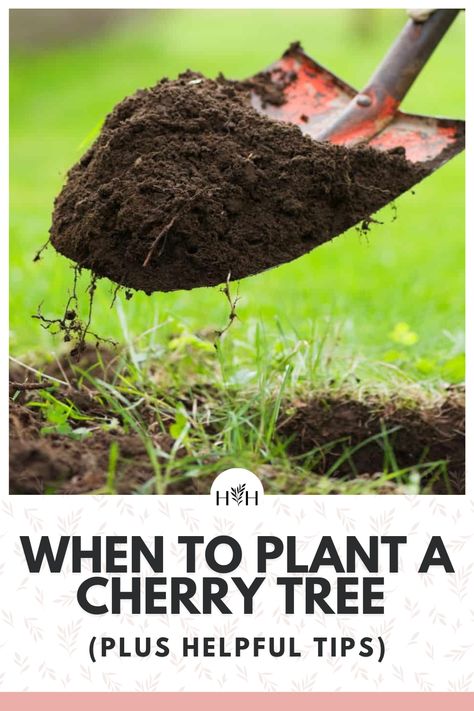 Planting Cherry Trees, Fruit Tree Planting, Pollinator Garden Ideas, Tree Transplanting, Gardening Memes, Cold Climate Gardening, Planting Fruit Trees, Growing Food Indoors, Vegetables To Grow