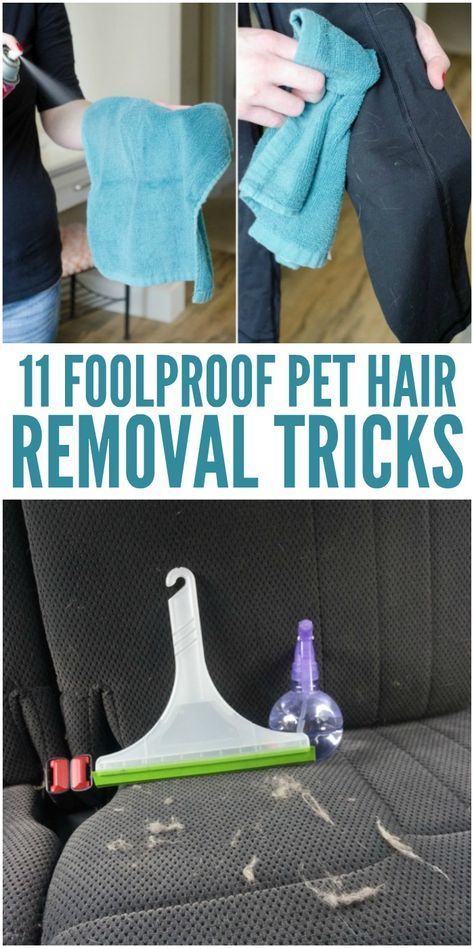 11 Foolproof Pet Hair Removal Tricks You Need to Know Removing Pet Hair From Furniture, How To Get Pet Hair Off Clothes, How To Remove Pet Hair From Furniture, How To Get Dog Hair Off Clothes, Removing Dog Hair From Furniture, Diy Pet Hair Remover, Diy Dog Bath, Dog Hair Cleaning, Dog Hair Removal