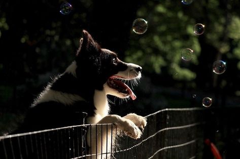 How to Make Dog-Safe Bubbles: 10 Simple Steps (Vet Approved) | Hepper Dog Bubbles, Portable Dog Fence, Cesar Millan, Border Collie Puppies, Dog Exercise, Boxer Puppies, Herding Dogs, Border Collie Dog, Dog Fence