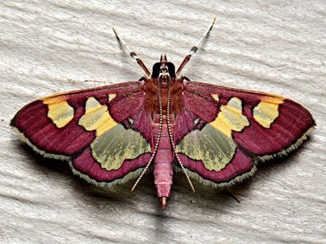 Pretty Moths, Colorful Moths, Cool Insects, Papillon Butterfly, Moth Art, Cool Bugs, Citizen Science, Moth Tattoo, Beautiful Bugs