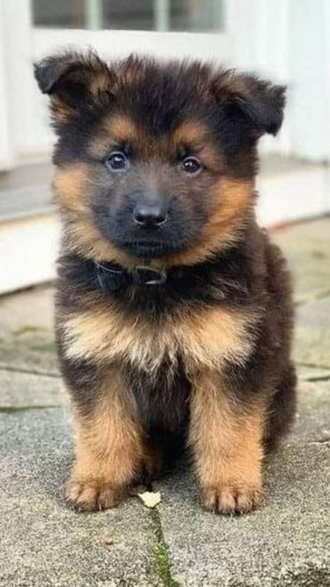 Ready for first day training Baby German Shepherds, Top Dog Breeds, Stop Chasing, Cute Horse Pictures, Regular People, Very Cute Dogs, Really Cute Dogs, Cute Dog Pictures, Cute Little Puppies