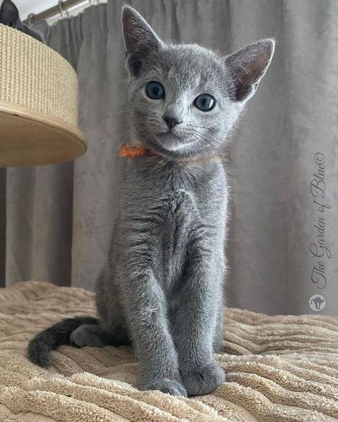 The Russian Blue cattery on Instagram: ". . . . . #thegardenofblue #russianblue #russianbluekitten #kitty #bluekitten #russianbluecatsofinstsgram #likefromanothermoon #loverussianblue #russianbluecattery #catloverscatoftheday #ilovemycat #catslove #cat #catterylife #catlovers #blue #blueeyes #greeneyes #catloversclubofinstagram #russianblueworld🌎🐈 #catsofinstagram #cats #catlover #catlife #catlovers #cats_of_world #instacat #catphoto #instagramcats #kitten #kittensdaily" Russian Blue Cat Kittens, Russian Blue Cat Aesthetic, Blue Russian Cat, Russian Blue Kitten, Russian Cat, Most Popular Cat Breeds, Purebred Cats, Cat Essentials, What Cat