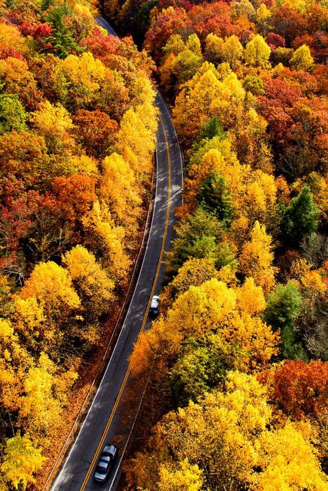 Check out "Georgia Fall Colors" in Georgia Fall In Georgia, Blue Ridge Scenic Railway, Georgia Photography, Cloudland Canyon, Southern Region, Colorful Trees, Mountain Bike Trails, Canoe And Kayak, Fall Travel