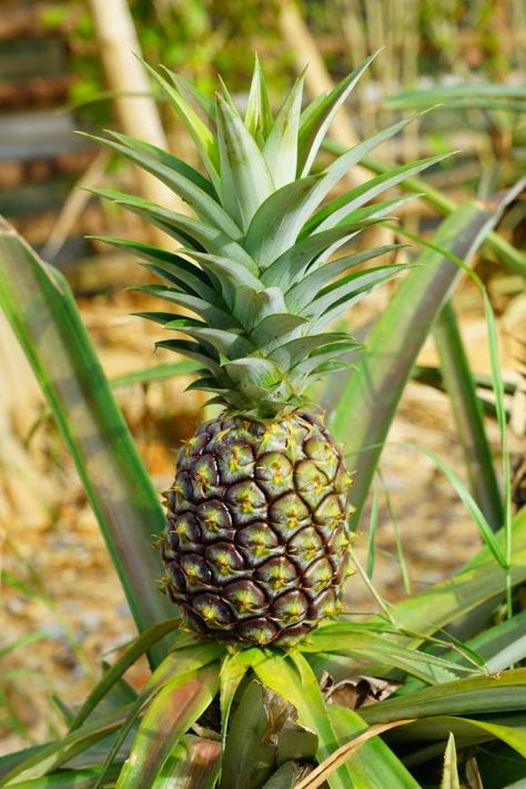 Growing A Pineapple, Pineapple Growing, Grow Pineapple Plant, Grow A Pineapple, Growing Tomatoes Indoors, Growing Tomatoes From Seed, Pineapple Plant, Growing Pineapple, Pineapple Planting