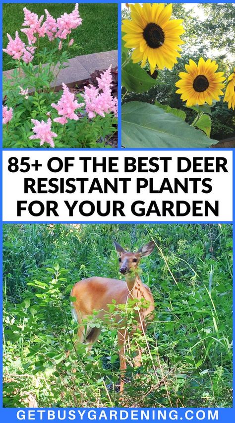 a deer in the woods under 2 plants that resist deer Deer Resistant Garden Design, Deer Resistant Garden Plans, Deer Repellant Plants, Fall Planting Perennials, Deer Resistant Landscaping, Deer Resistant Annuals, Deer Proof Plants, Deer Resistant Flowers, Deer Resistant Garden