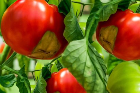 Preventing Tomato Blossom End Rot Blossom End Rot Tomatoes, Tomato Vine, Calcium Deficiency, Small Balcony Garden, Perennial Shrubs, Green Tomatoes, Garden Yard Ideas, Growing Tomatoes, Low Maintenance Plants