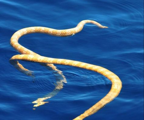 Two short-nosed sea snakes - They’re Back: Supposedly Extinct Sea Snakes Have Been Found in Australia Ningaloo Reef, Sea Snake, Sea Serpent, Underwater Life, Water Life, Extinct Animals, Endangered Animals, Australian Animals, Reptiles And Amphibians