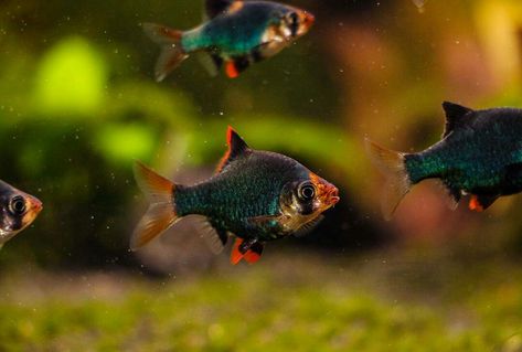 Tiger Barb Fish, Tiger Bar, Copper Betta Fish, Anubias Barteri, Goliath Tiger Fish, Tank Terrarium, Green Spotted Puffer Fish, Fish Tank Terrarium, 55 Gallon