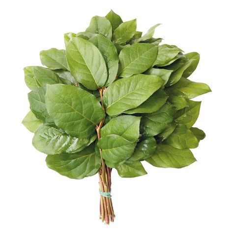 Salal Evergreen Floral Bouquet Tips (Choose 25 or 50 bunches) - Sam's Club Bouquet Tips, Wilted Flowers, Flowers Last Longer, Holiday Schedule, Starting Line, Seeded Eucalyptus, August Wedding, Members Mark, Flower Food