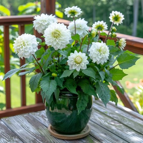 Discover the joys of growing dahlias in pots and containers with our expert tips and tricks. Learn how to successfully plant and care for dahlias in containers to brighten up your patio or garden space. Whether you are starting dahlias in pots or looking for the secrets to growing dahlias in pots, we've got you covered. Find out if you can grow beautiful dahlias in pots and explore the benefits of having these vibrant flowers right at your fingertips. Dahlia In Pots Container Garden, Grow Dahlias In Pots, Dahlias In Pots, Dalia Flower, Grow Dahlias, Collage Flowers, Growing Dahlias, Overwintering, Vibrant Flowers