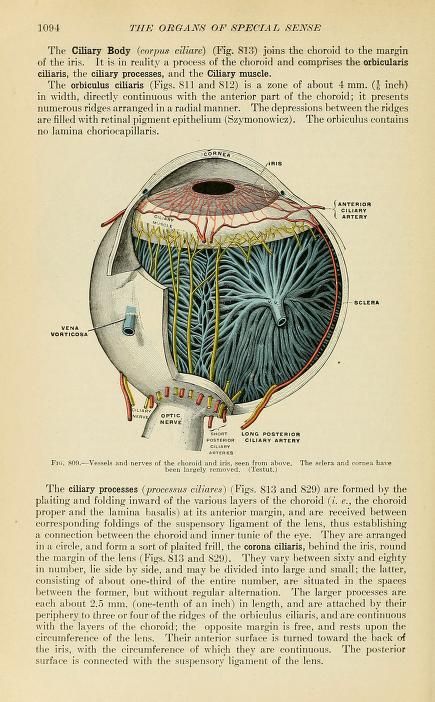 Medical Drawings, Eye Anatomy, Medical Wallpaper, Biology Art, Human Anatomy Art, Medical Anatomy, Vintage Medical, Medical Art, Makeup Eyes