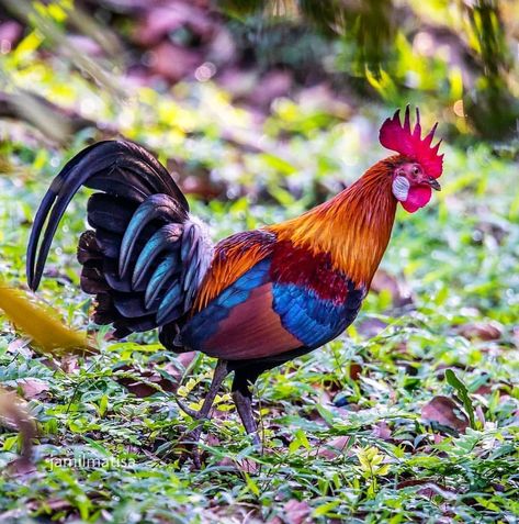 Jungle Fowl, Chicken Pictures, Beautiful Chickens, Chicken Farming, Chickens And Roosters, Game Birds, Chutney, Painting Inspiration, Rooster