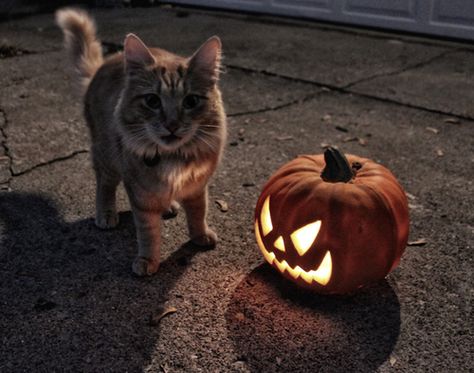 Fall Cats, Chat Halloween, Autumn Cozy, Halloween Town, Samhain, Cats Meow, Pretty Cats, Halloween Cat, A Pumpkin