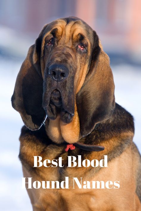 If you just got a Bloodhound puppy, chances are you are looking for the perfect name. Our article will go over some of the best Bloodhound dog names, whether you have a female or male puppy. In general, when selecting a name for your Bloodhound, make sure it is less than 3 syllables because you will be pronouncing it often. Additionally, try not to pick a name that is similar to pet commands like “no, yes, or sit.” We hope that you can find the perfect name for your Bloodhound from our list! Bloodhound Fanart, Bloodhound Drawing, Bloodhound Puppy, Bloodhound Videos, Boy Puppy Names, Blood Hound, Bloodhound Heirloom, Coonhound Puppy, Bloodhound Puppies