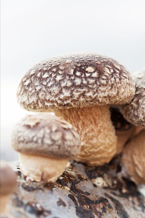 Shiitake (Lentinula edodes) mushrooms are the second most popular mushroom in the world, and they’re super tasty and easy to cook. Beyond that, these mushrooms offer plenty of nutritional and health support. Let’s run down some Shiitake mushrooms health facts! Shiitake Mushrooms, Mushroom Varieties, Edible Mushrooms, Shiitake Mushroom, Health Facts, Health And Wellness, Stuffed Mushrooms, Nutrition, Health