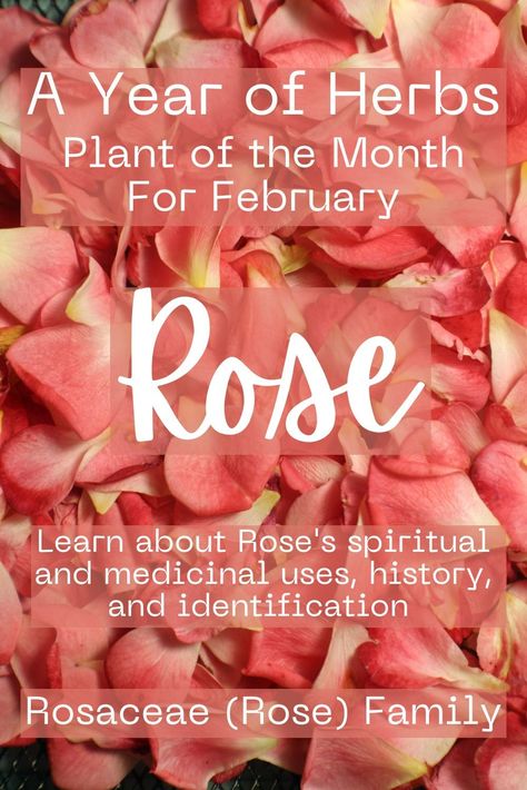 Join me as I study a new herb each month! For February I'm covering Rose, it's identification, cultivation, history, medicinal, and spiritual uses. Link to my website to see all of Rose's information #rose #herbs #herbalism #witchcraft #witches #spiritual #medicinal Rose Family, Holistic Medicine, Medicinal Plants, Planting Herbs, Rose Petals, Rose Buds, Medicine, Herbs, Spirituality