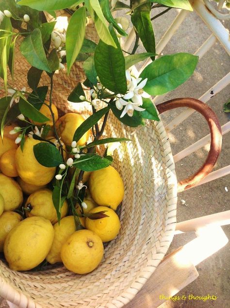 Tattoo Plant, Lemon Grove, Italy Aesthetic, Mediterranean Garden, Lemon Tree, Italian Summer, Yellow Aesthetic, Mellow Yellow, Amalfi