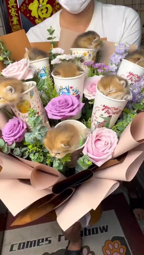 This is my kind of bouquet. I need one stat #kittens #catreelsfbviral #catreels #caturday #socute #followformore #catlove #bouquet | Courtney Reels | Courtney Reels · Original audio Cat Bouquet, Cat Tatto, Cat Language, Holiday Messages, Video Tiktok, Cat Bow, Cat Woman Costume, Cat Makeup, Animal Behavior