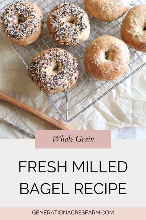 fresh milled bagels on baking rack with parchment paper in background Fresh Milled Flour Bagels, Freshly Milled Flour Pancakes, Fresh Milled Spelt Recipes, Fresh Milled Bagels, Fresh Milled Grain Recipes, Home Milled Flour Recipes, Rye Bagel Recipe, 9 Grain Bread Recipe, Fresh Milled Flour Bread Recipe