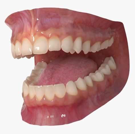 Model Mouth, Naturally Whiten Teeth, Face Reference, Body Anatomy, Arte Inspo, Medical Illustration, Anatomy Reference, Anatomy Art, Human Anatomy