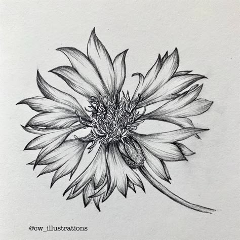 Pencil illustration of a cornflower. Find more on my Instagram @cw_illustrations Bachelors Buttons Flowers Drawing, How To Draw Cornflowers, Blue Cornflower Tattoo Als, Cornflower Tattoo Black, Cornflower Sketch, Arm Tattoo Flowers, Cornflower Drawing, Cornflower Tattoo, Wildflower Sleeve