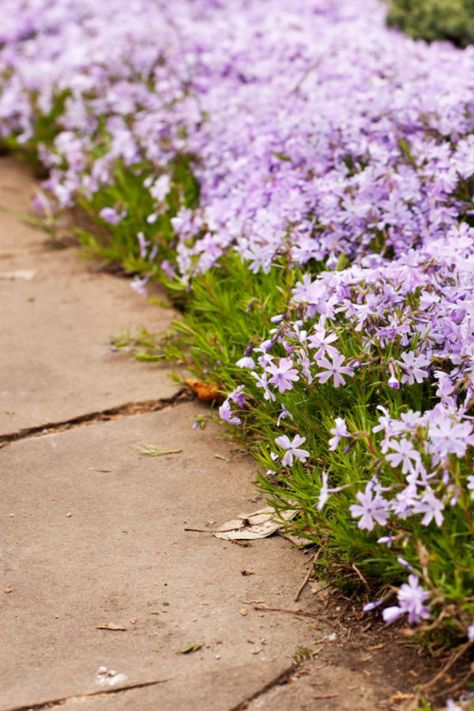 The Best Perennial Border Plants For Flowerbeds & Sidewalks Landscaping Ideas Along Fence, Fence Backyard Landscaping, Boarder Plants, Perennial Border Plants, Garden Border Plants, Sidewalk Landscaping, Phlox Plant, Fence Backyard, Lily Turf