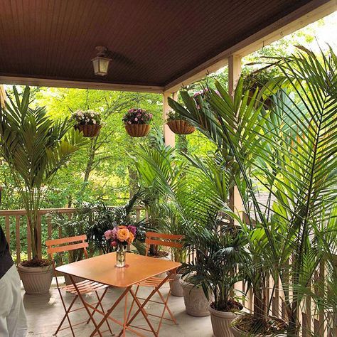 Create a tropical getway with inexpensive palms! http://www.bhg.com/home-improvement/deck/ideas/deck-makeovers/?socsrc=bhgpin073114touchofthetropics&page=25 Potted Palms, Artificial Plants Indoor, Plants Outdoor, Artificial Plants Outdoor, Fall Planters, Tall Plants, Building A Deck, Porch Patio, Outdoor Ideas