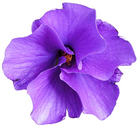 Purple Native Hibiscus flower clipart,  lge 13 cm by you get the picture, via Flickr Hibiscus Flower Clipart, Purple Hibiscus, Close Reading Passages, One Pager, Scrapbook Flowers, Flower Icons, Victorian Flowers, Nothing But Flowers, Close Reading