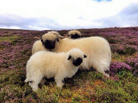 Valias Black Nose Sheep, Scottish Sheep, Scotland Countryside, Black Nose Sheep, Valais Sheep, Blacknose Sheep, Valais Blacknose, Valais Blacknose Sheep, Sheep Breeds