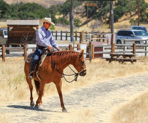 Warwick Schiller, Trail Horse, Horseback Riding Tips, Horse Behavior, Faster Horses, Riding Tips, Trail Ride, Horse Trail, Horse Training Tips