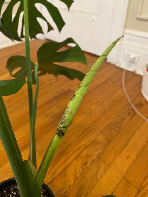 Healthy Monstera Plant, Monstera Hanging Plant, How To Replant Monstera Plant, Staking Monstera Plant, Hanging Monstera Plant, Caring For Monstera Plant, Repotting A Monstera Plant, Growing Monstera In Water, How To Trim Monstera Plant