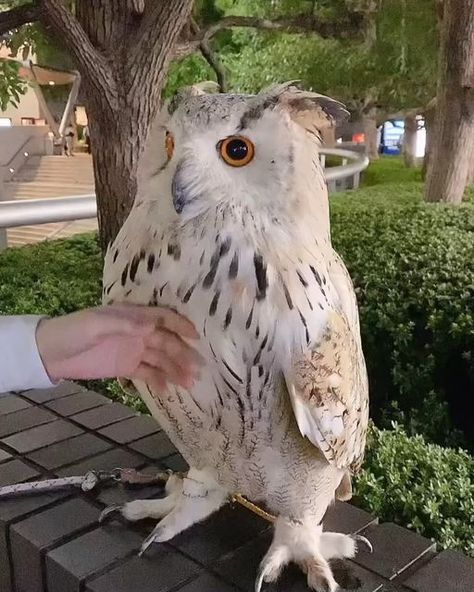 owl lovers on Instagram: "Look at those eyes! 💕 (@artemis.the.owl)" Owl Lovers, Ballroom Dress, Instagram Look, Ballroom, Owls, Look At, Animals, On Instagram, Instagram